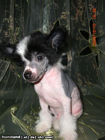 Chinesischer Schopfhund Hairless-Schlag Espiranto Eldoro Jangoljatko