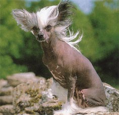 Chinesischer Schopfhund Hairless-Schlag Hunde Foto 28 Chinesischer Schopfhund Hairless-Schlag