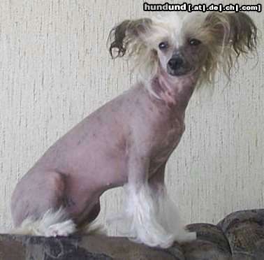 Chinesischer Schopfhund Hairless-Schlag Hunde Foto 18055 Chinesischer Schopfhund Hairless-Schlag Sussie