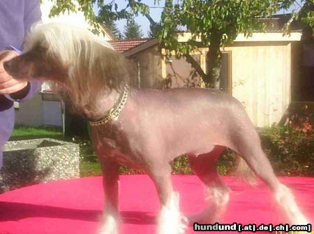 Chinesischer Schopfhund Hairless-Schlag Hunde Foto 16219 in höherer Auflösung ansehen Chinesischer Schopfhund Hairless-Schlag Sonata Sussie od Chlpiku