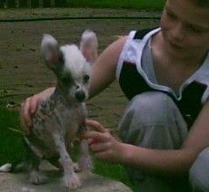 Chinesischer Schopfhund Hairless-Schlag Hunde Foto 27290 Chinesischer Schopfhund Hairless-Schlag Klein Tattletale