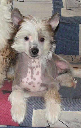 Chinesischer Schopfhund Hairless-Schlag Hunde Foto 29621 Chinesischer Schopfhund Hairless-Schlag Tommy 3,5 Monate