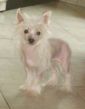 Chinesischer Schopfhund Hairless-Schlag Hunde Foto 28695 in höherer Auflösung ansehen Chinesischer Schopfhund Hairless-Schlag Klein Versace