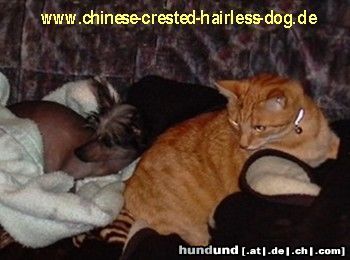 Chinesischer Schopfhund Hairless-Schlag Hunde Foto 3094 Chinesischer Schopfhund Hairless-Schlag Di Gabriellas Vicky