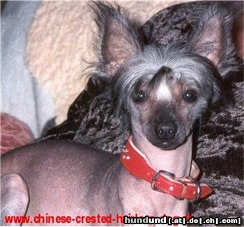 Chinesischer Schopfhund Hairless-Schlag Hunde Foto 3092 Chinesischer Schopfhund Hairless-Schlag Di Gabriellas Vicky