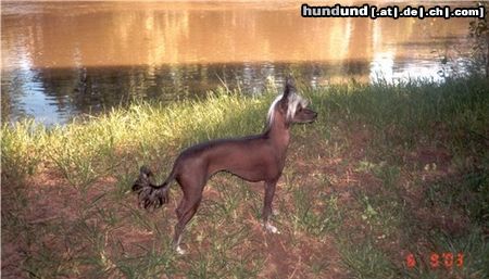 Chinesischer Schopfhund Hairless-Schlag Hunde Foto 4473 Chinesischer Schopfhund Hairless-Schlag Vicky beim Spaziergang an der Saale