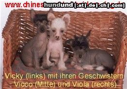 Chinesischer Schopfhund Hairless-Schlag Hunde Foto 3090 Chinesischer Schopfhund Hairless-Schlag Di Gbariellas Vicky