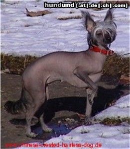 Chinesischer Schopfhund Hairless-Schlag Hunde Foto 3091 Chinesischer Schopfhund Hairless-Schlag Di Gabriellas Vicky