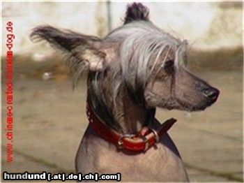 Chinesischer Schopfhund Hairless-Schlag Hunde Foto 3093 Chinesischer Schopfhund Hairless-Schlag Di Gabriellas Vicky
