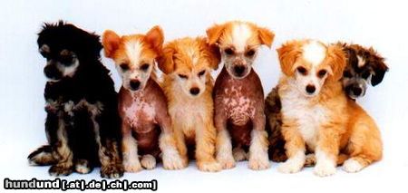 Chinesischer Schopfhund Hairless-Schlag Hunde Foto 7303 Chinesischer Schopfhund Hairless-Schlag