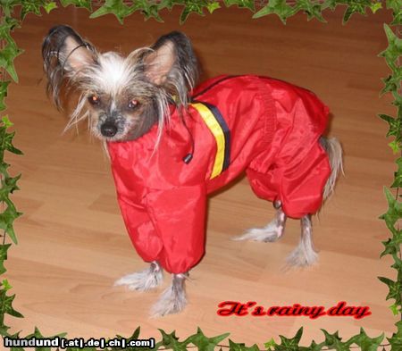 Chinesischer Schopfhund Hairless-Schlag Hunde Foto 5125 Chinesischer Schopfhund Hairless-Schlag Girly Queen of burning desire