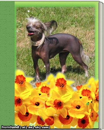 Chinesischer Schopfhund Hairless-Schlag Hunde Foto 5126 Chinesischer Schopfhund Hairless-Schlag Girly Queen Of Burning Desire