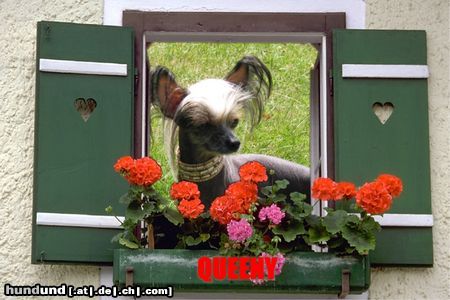 Chinesischer Schopfhund Hairless-Schlag Hunde Foto 5127 Chinesischer Schopfhund Hairless-Schlag Girly Queen Of Burning Desire