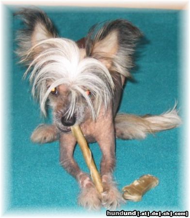 Chinesischer Schopfhund Hairless-Schlag Hunde Foto 5940 Chinesischer Schopfhund Hairless-Schlag Girly Queen of Burning Desire