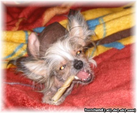 Chinesischer Schopfhund Hairless-Schlag Hunde Foto 5941 Chinesischer Schopfhund Hairless-Schlag Girly Queen of Burning Desire