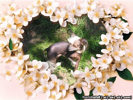 Chinesischer Schopfhund Hairless-Schlag Hunde Foto 5909 Chinesischer Schopfhund Hairless-Schlag Girly Queen Of Burning Desire