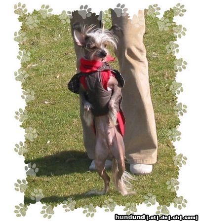 Chinesischer Schopfhund Hairless-Schlag Hunde Foto 5944 Chinesischer Schopfhund Hairless-Schlag GIRLY QUEEN OF BURNING DESIRE