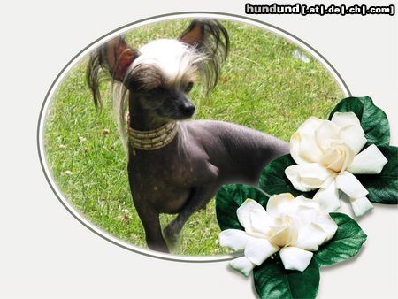 Chinesischer Schopfhund Hairless-Schlag Hunde Foto 5939 Chinesischer Schopfhund Hairless-Schlag Girly Queen of Burning Desire
