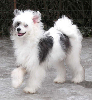 Chinesischer Schopfhund Powderpuff-Schlag Amicelli 6 Monate