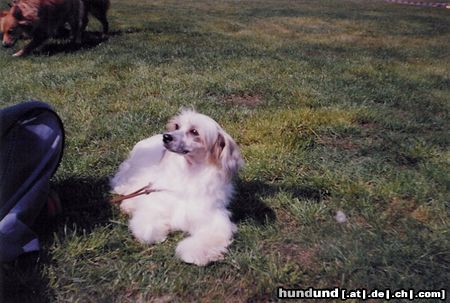 Chinesischer Schopfhund Powderpuff-Schlag Ich wohne in Polen :)