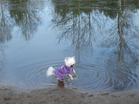 Chinesischer Schopfhund Powderpuff-Schlag E. Jules Island Shangri-La