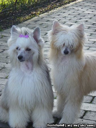 Chinesischer Schopfhund Powderpuff-Schlag Unsere Powderpuff,s