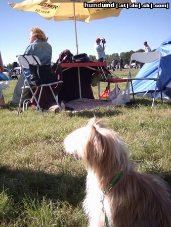 Chinesischer Schopfhund Powderpuff-Schlag Ich wohne in Polen :)