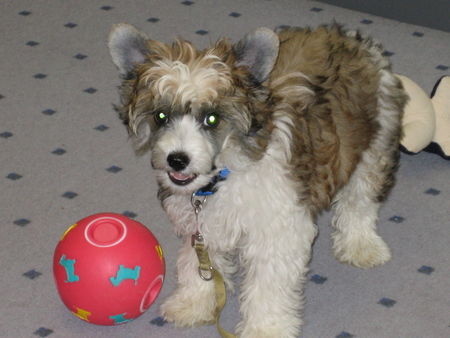 Chinesischer Schopfhund Powderpuff-Schlag Jace, ca. 12 Wochen alt