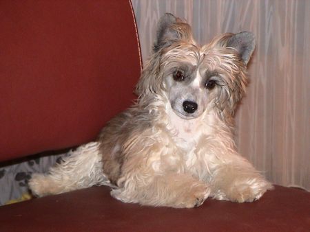 Chinesischer Schopfhund Powderpuff-Schlag Jace, ca. 5 Monate alt