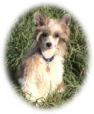 Chinesischer Schopfhund Powderpuff-Schlag Jace, 16 Wochen alt