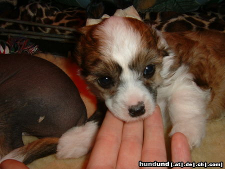 Chinesischer Schopfhund Powderpuff-Schlag Tonga als Welpe