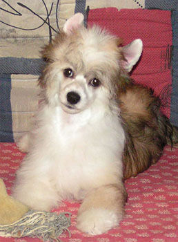 Chinesischer Schopfhund Powderpuff-Schlag Hunde Foto 29618 Chinesischer Schopfhund Powderpuff-Schlag Ace 4,5 Monate