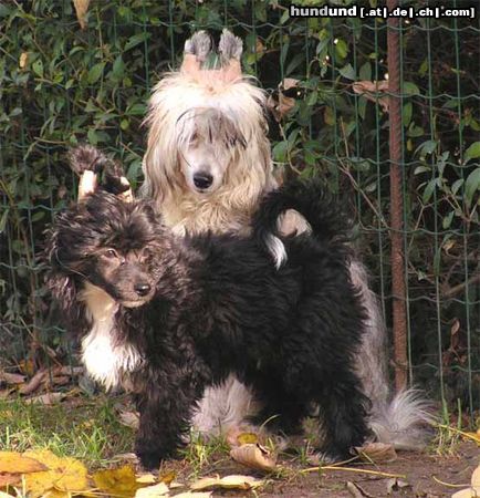 Chinesischer Schopfhund Powderpuff-Schlag Queenie und Flash, unsere zwei süßen PP's