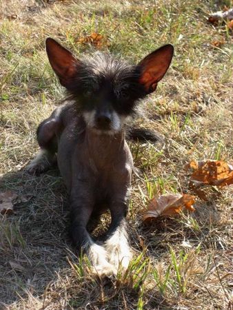 Chinesischer Schopfhund Powderpuff-Schlag das ist mein hübscher