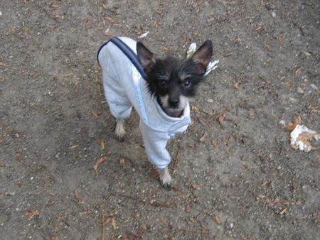 Chinesischer Schopfhund Powderpuff-Schlag