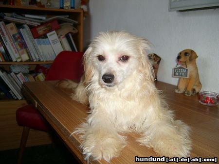 Chinesischer Schopfhund Powderpuff-Schlag bin ich nicht schön?