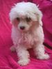 Chinesischer Schopfhund Powderpuff-Schlag Foto: Noell ist noch zu haben (ID 16522) Chinesischer Schopfhund Powderpuff-Schlag Hund