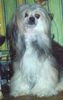 Chinesischer Schopfhund Powderpuff-Schlag Hund