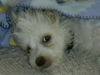 Chinesischer Schopfhund Powderpuff-Schlag Foto: cupa is der geilste (ID 33096) Chinesischer Schopfhund Powderpuff-Schlag Hund