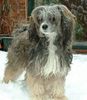 Chinesischer Schopfhund Powderpuff-Schlag Hund