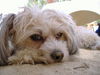 Chinesischer Schopfhund Powderpuff-Schlag Foto: Tonga - die coolste Hündin der Welt! (ID 24932) Chinesischer Schopfhund Powderpuff-Schlag Hund
