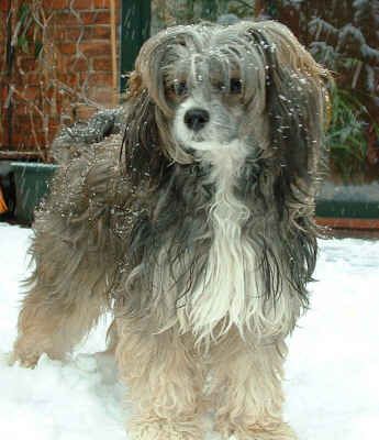 Chinesischer Schopfhund Powderpuff-Schlag Hunde Foto 2150 Chinesischer Schopfhund Powderpuff-Schlag Amdia Princess of burning desire/Bes.:Treptow