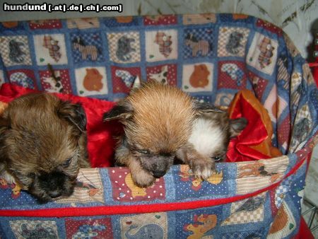 Chinesischer Schopfhund Powderpuff-Schlag Hunde Foto 22488 Chinesischer Schopfhund Powderpuff-Schlag Bald kommen wir alleine raus,aber dann