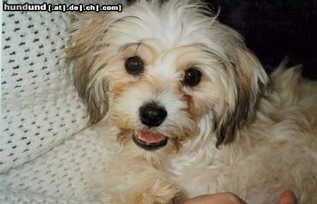 Chinesischer Schopfhund Powderpuff-Schlag Bin 6Monate alt und heiße Tobi