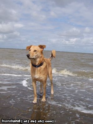 Chinook Das ist Jimmy am Strand in Neßmersiel