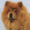 Chow-Chow