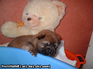 Chow-Chow Meine Welpen 3.Woche