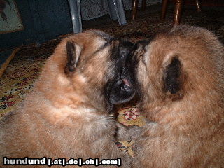 Chow-Chow Meine Welpen 3.Woche