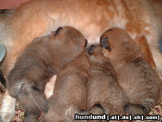 Chow-Chow Welpen v. d. Cyriaksburg 4. Woche