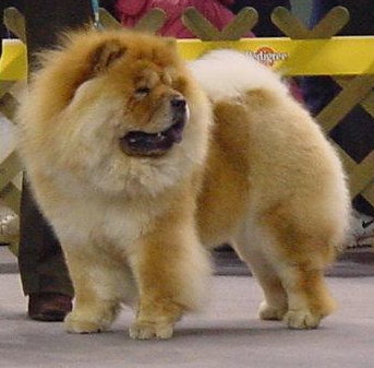 Chow-Chow Hunde Foto 391 Chow-Chow Marusos's Eileen
